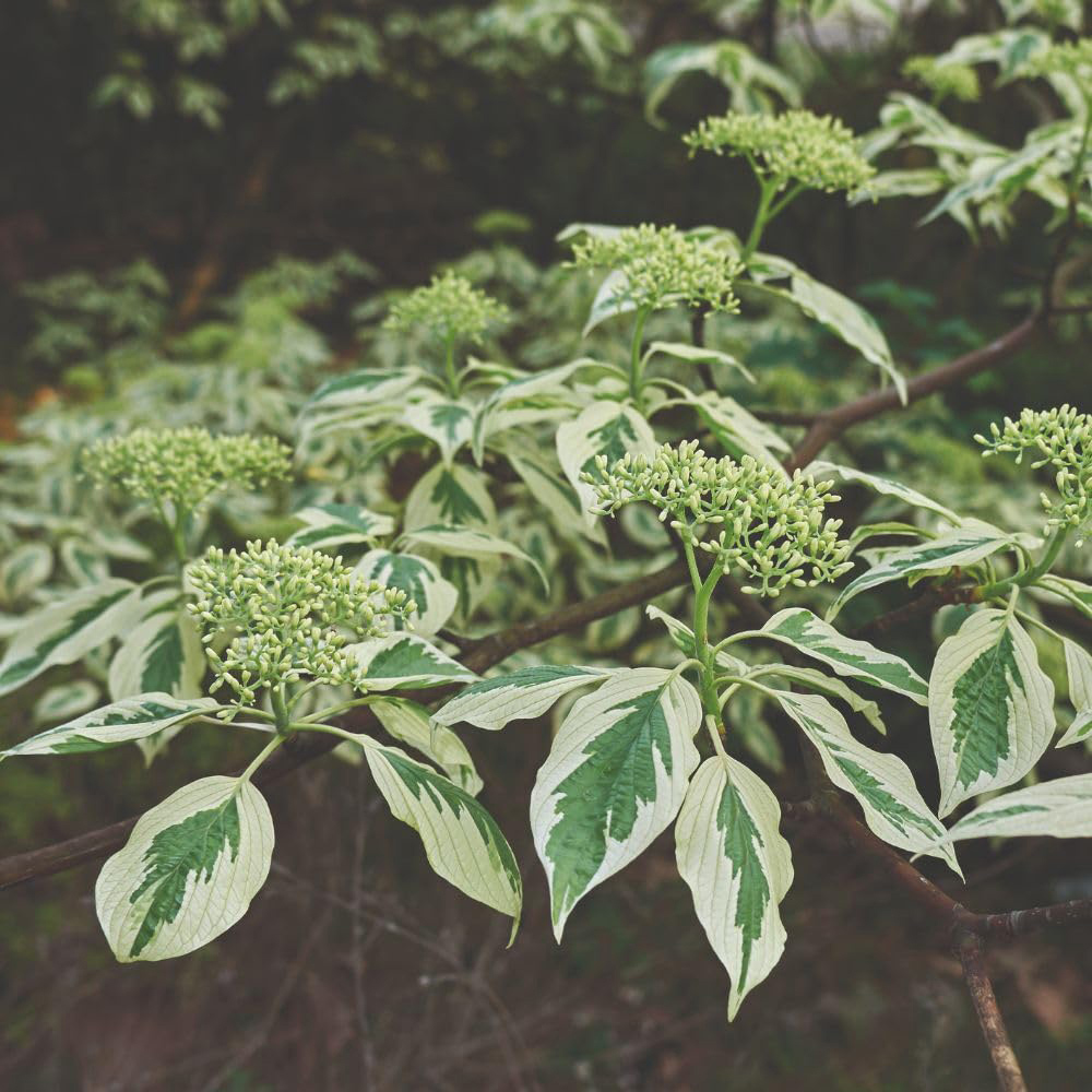 Thompson and Morgan Cornus Controversa Variegata Plant in Pot 35L Image 1