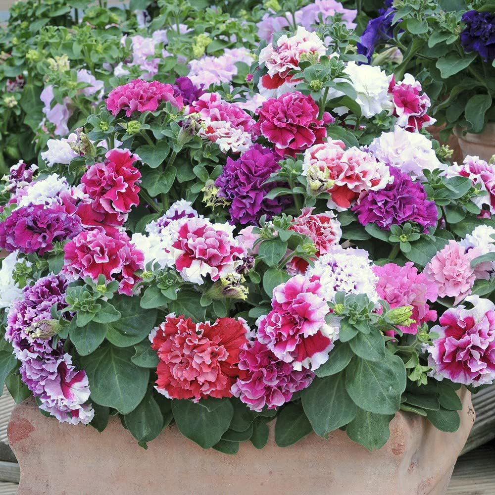 Thompson and Morgan Petunia Double Orchid Flower Mixed Plant Plug 12 Pack Image 4