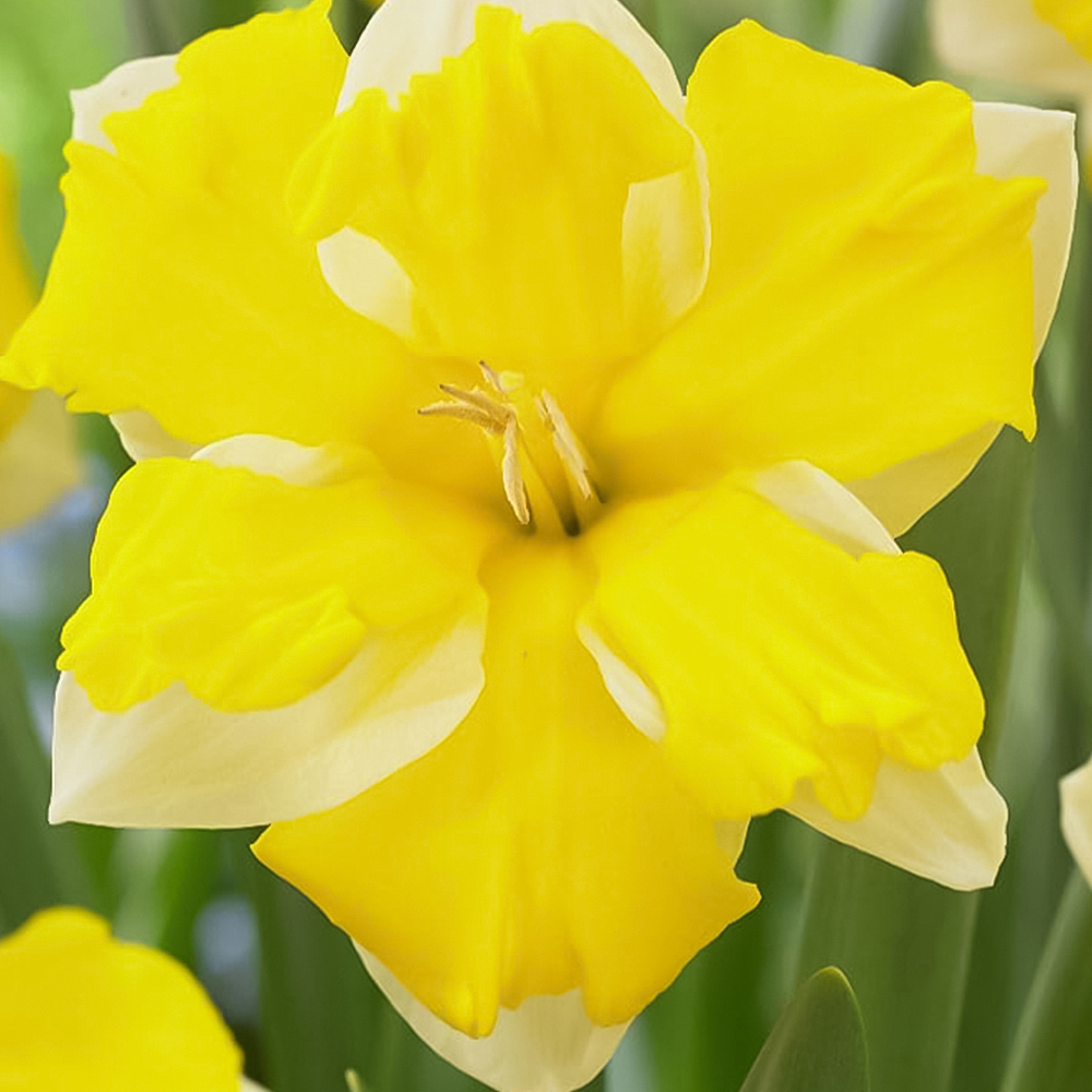 Thompson and Morgan Daffodil Banana Daiquiri Planting Bulb 16 Pack Image 2
