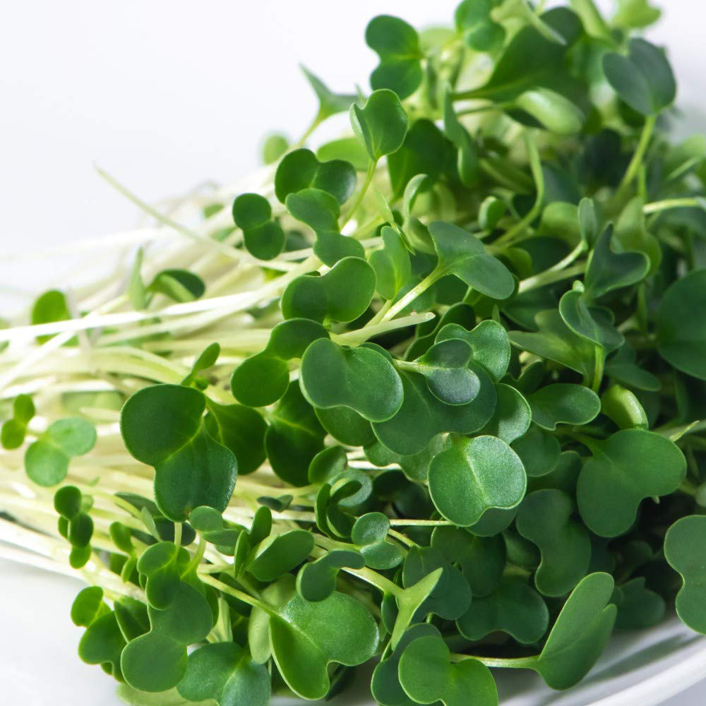 Thompson & Morgan Microgreens Salad Rocket Victoria Seeds Image 3
