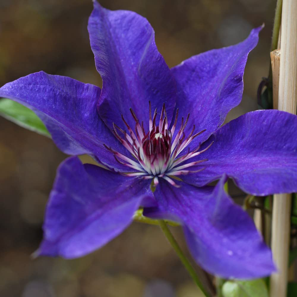 Thompson and Morgan Clematis The President Plant Pot 1.7L Image 3