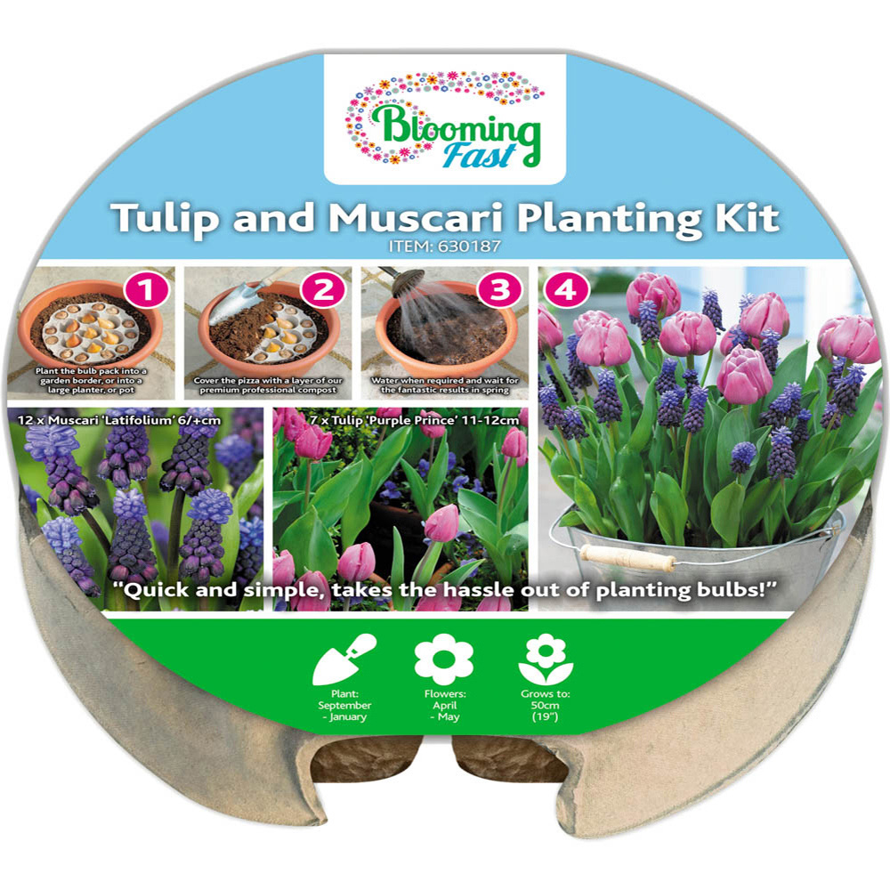 wilko Blooming Fast Tulip and Muscari Pod Mixed Bulb 19 Pack Image 4