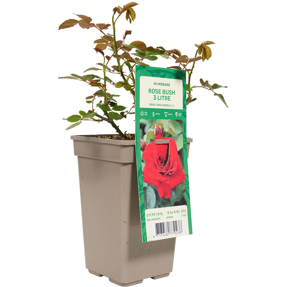 Compact Rose Bush Image 6