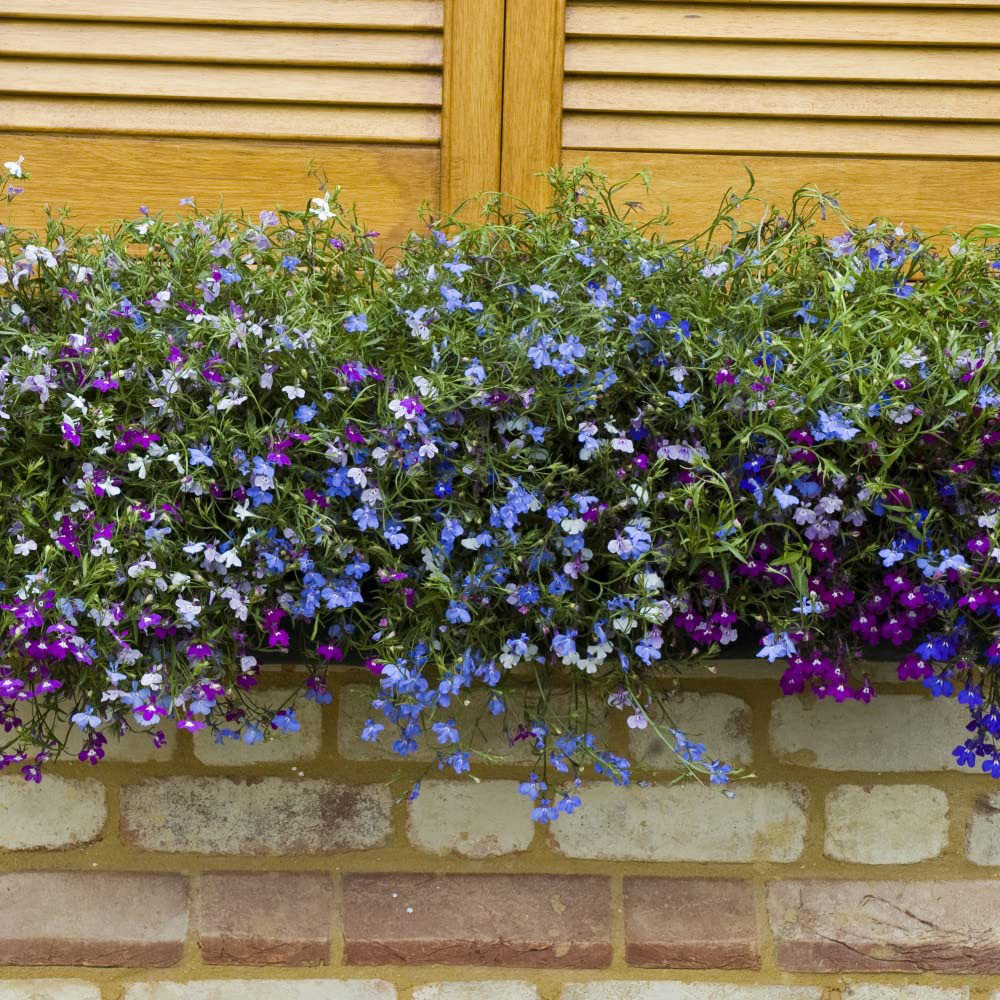 Thompson and Morgan Lobelia Cascade Garden Ready Plants 15 Pack Image 3