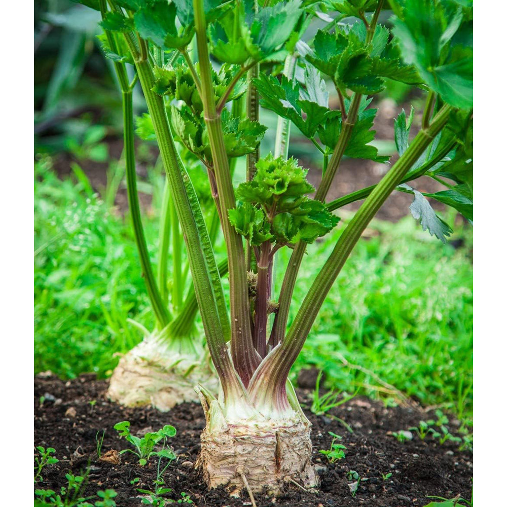 Thompson & Morgan Celeriac Mars 150 Seeds Packet Image 2