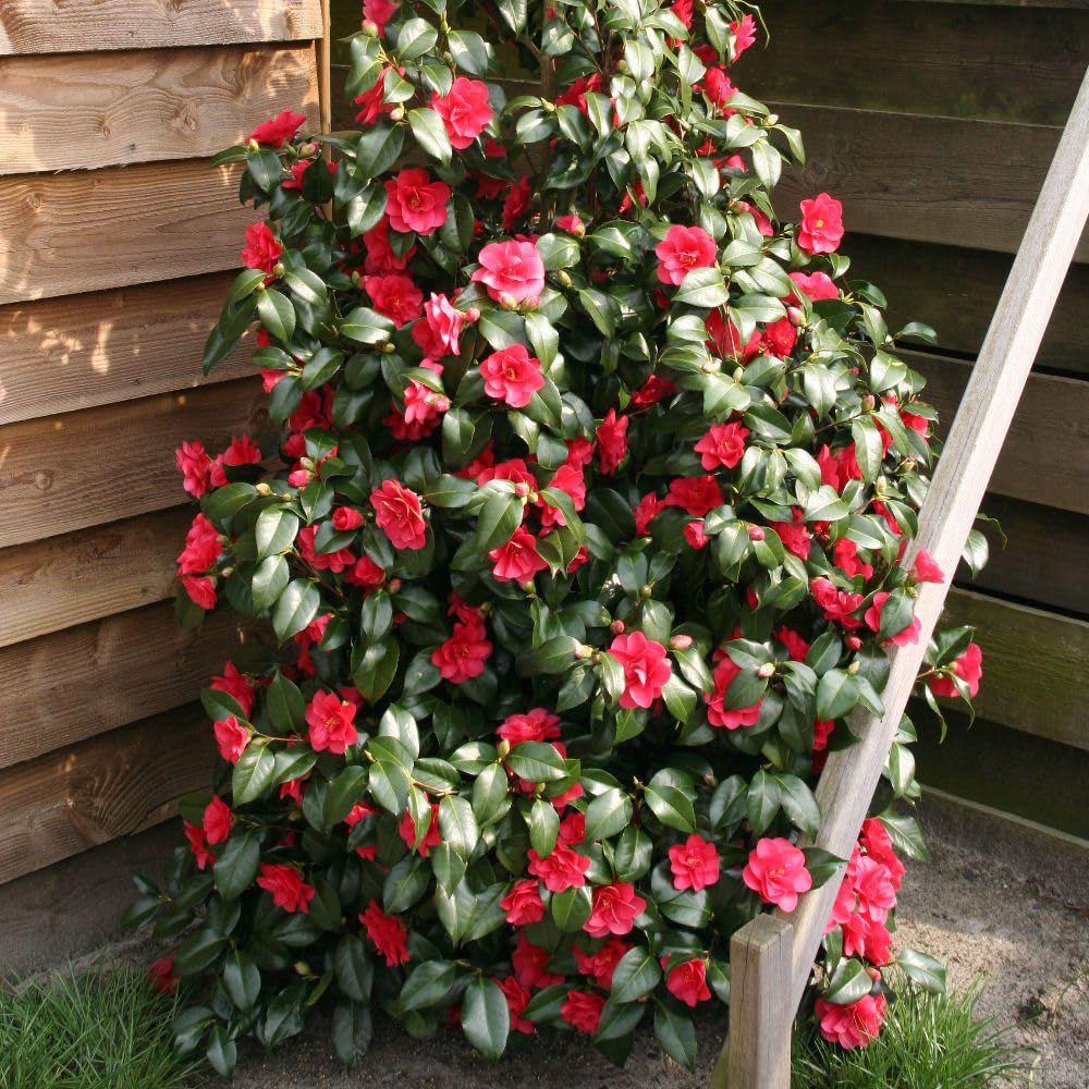 Thompson and Morgan Camellia Reticulata Mary Williams Plant Pot 15cm Image 3