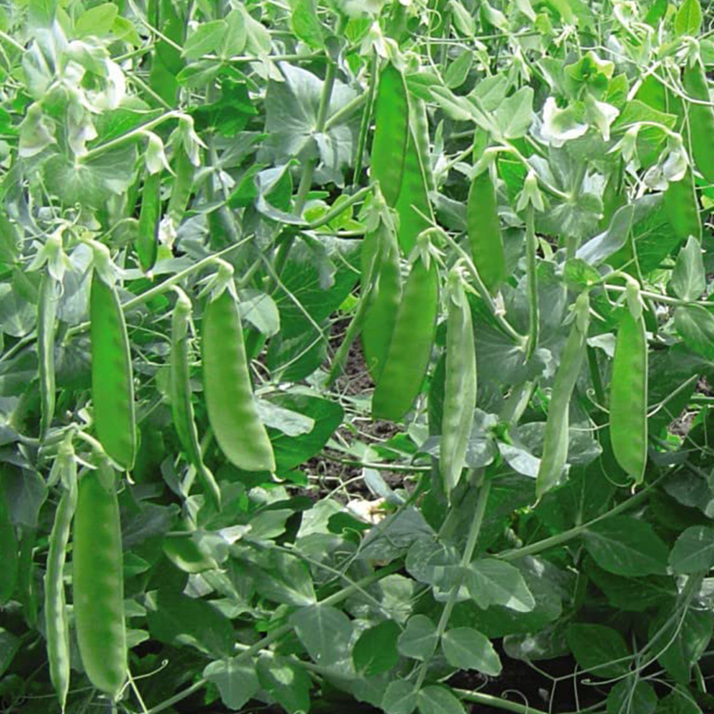 Thompson and Morgan Pea Mangetout Sweet Horizon Seeds Image 1