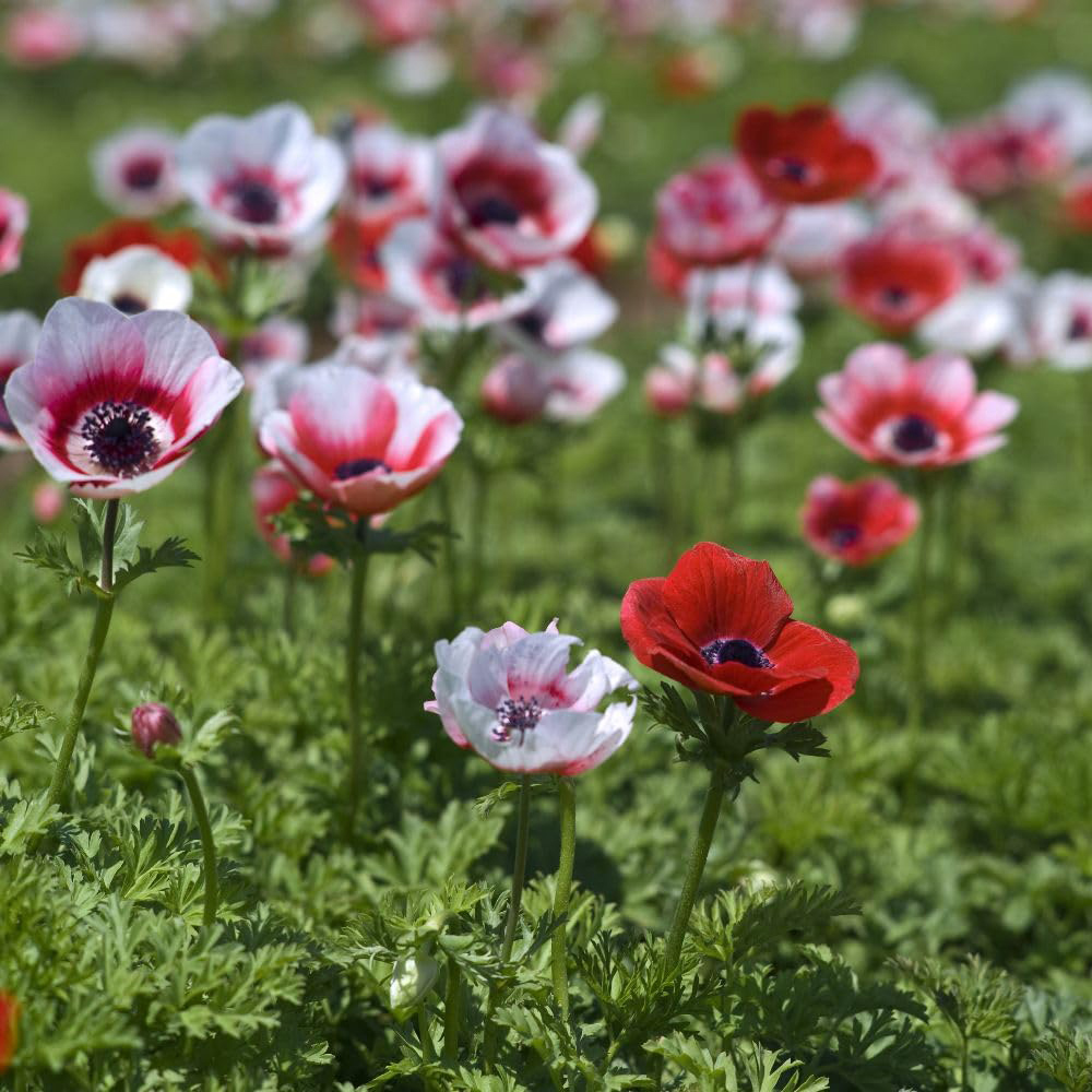 Thompson and Morgan Anemone Rainbow Collection Planting Bulb 350 Pack Image 6