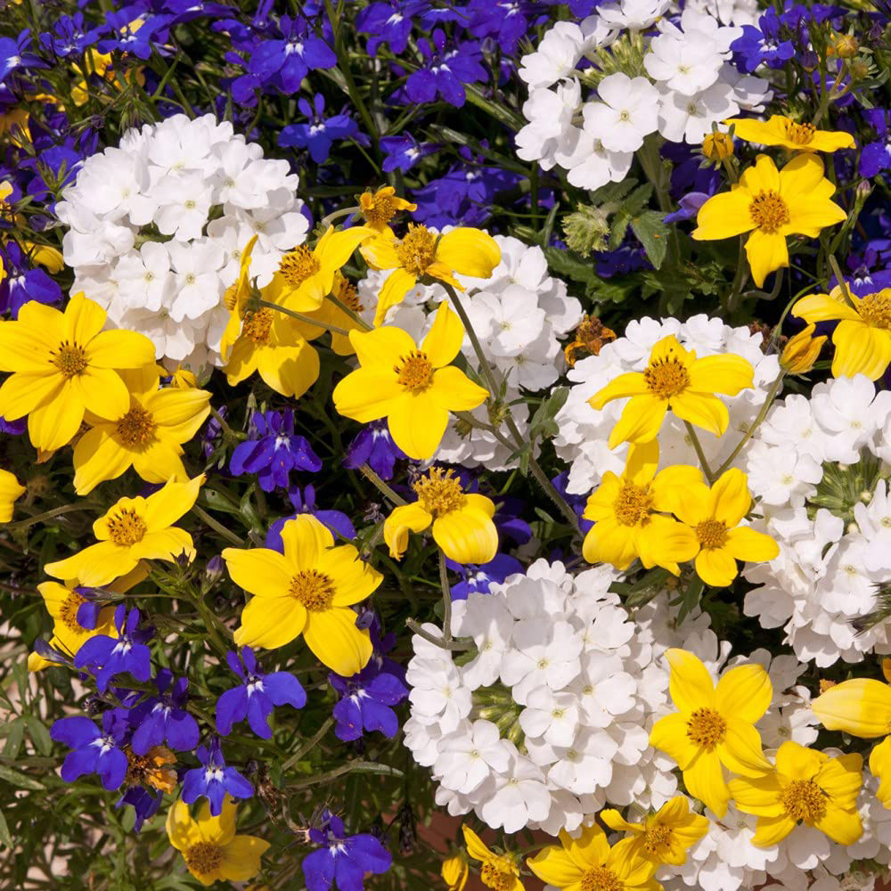 Thompson and Morgan Sherbet Lemon Preplanted Hanging Basket 35cm Image 4