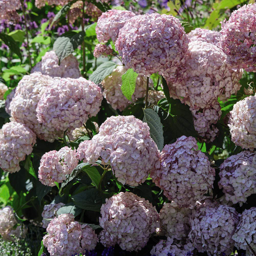 Thompson and Morgan Hydrangea Arb Candybelle Bubblegum Plant Pot 9cm Image 3
