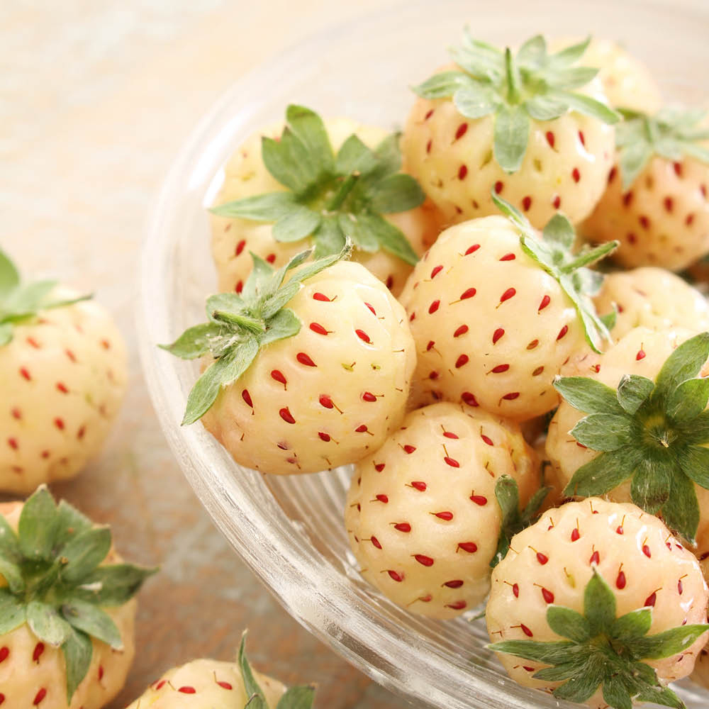 YouGarden Pineberry Strawberry Runners 24 Pack Image 2