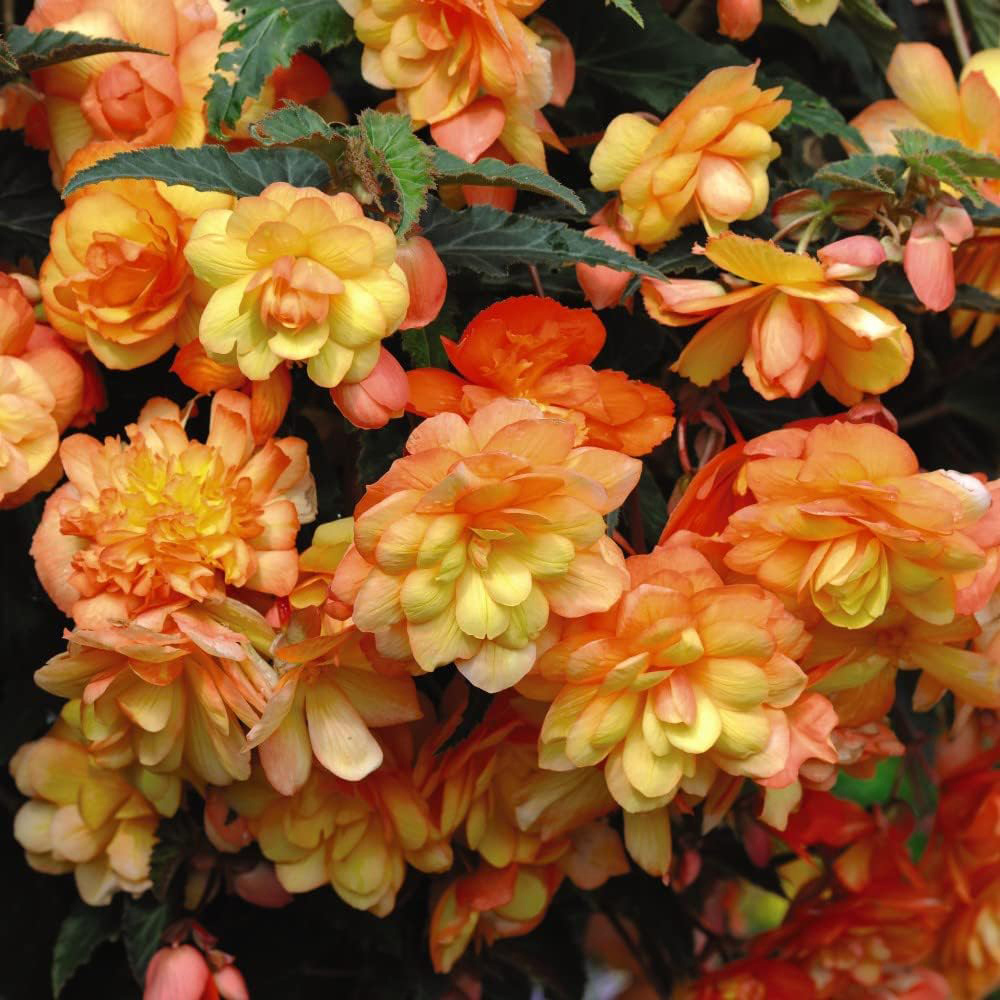 Thompson and Morgan Nurserymans Summer Favourites Garden Ready Plant 120 Pack Image 6