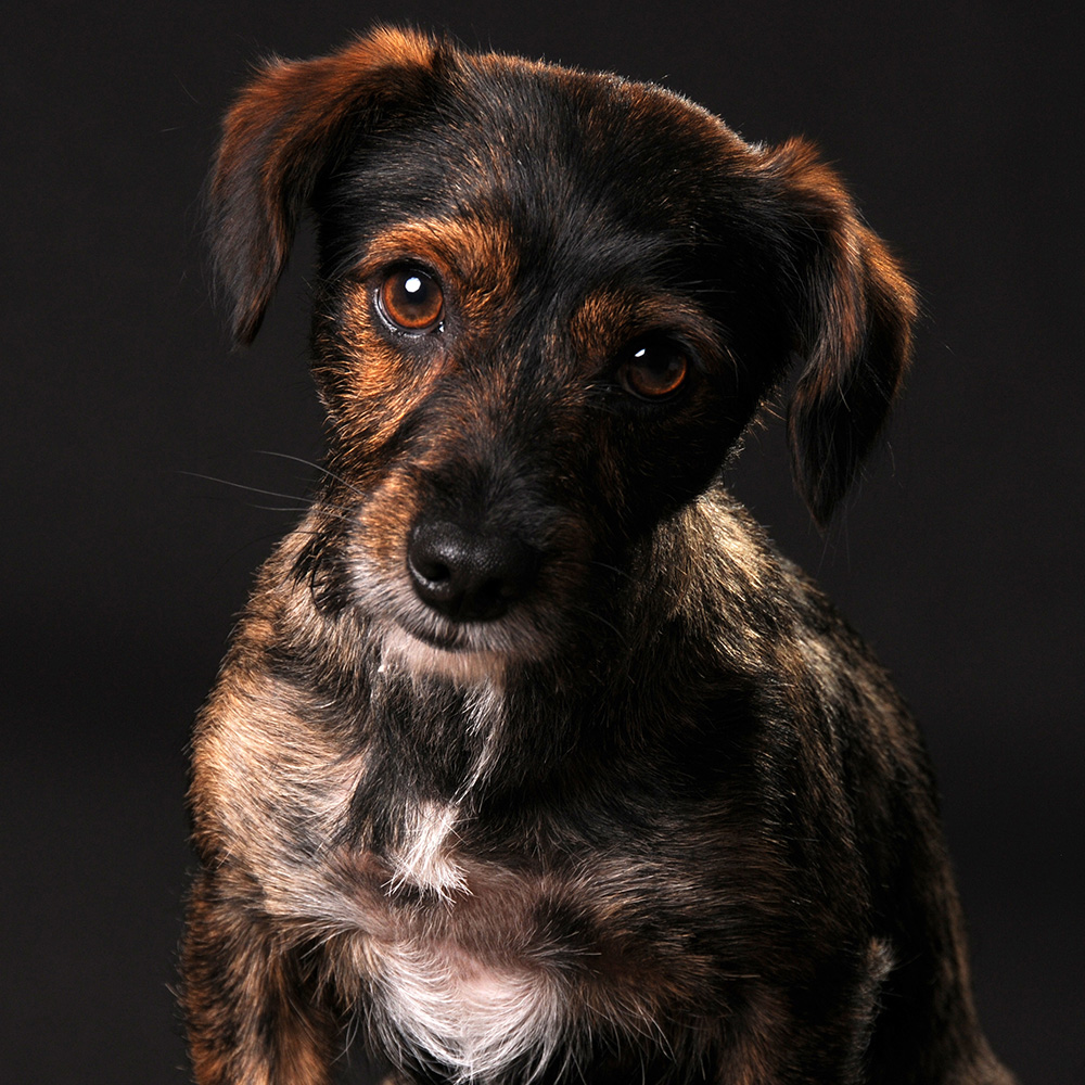 Activity Superstore Pet Portrait Gift Experience Image 3