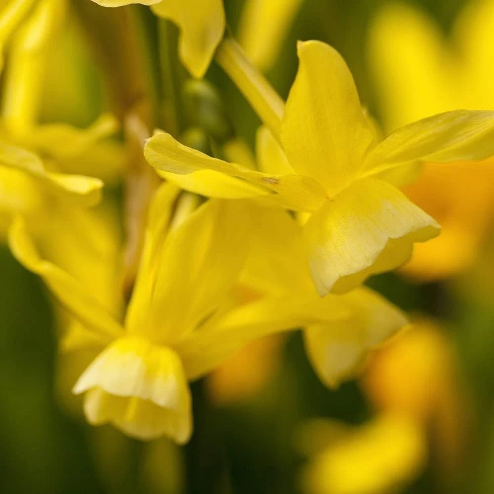 Thompson and Morgan Daffodil Hawera Planting Bulb 32 Pack Image 2