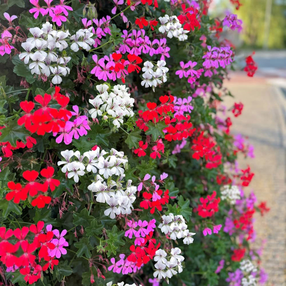 Thompson and Morgan Geranium Peltatum Trio Plant Pot 10.5cm 3 Pack Image 3