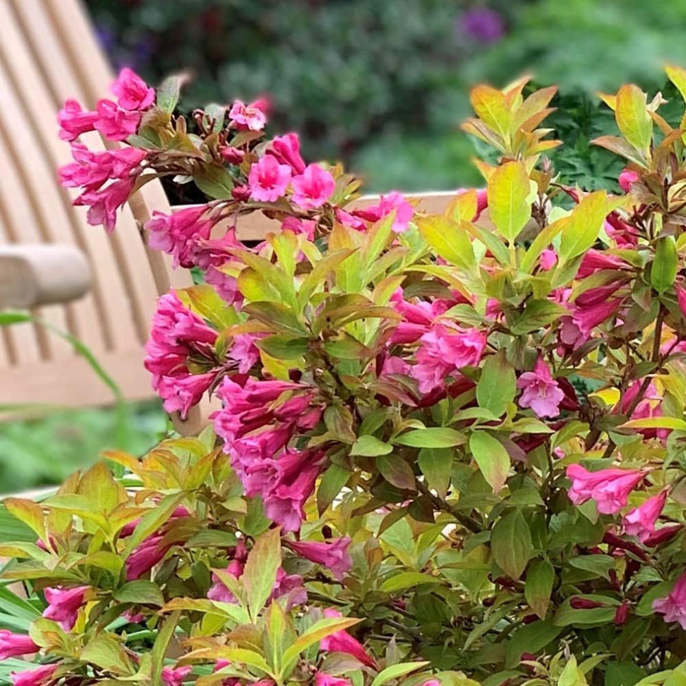 Thompson and Morgan Weigela Magic Carpet Plant Pot 9cm 2 Pack Image 1