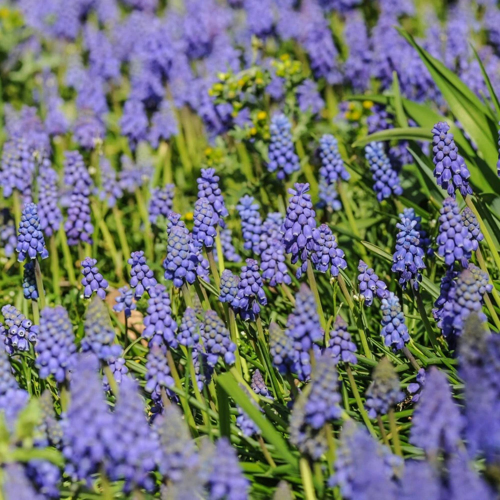 Thompson and Morgan Muscari Armeniacum Autumn Planting Bulb 100 Pack Image 5