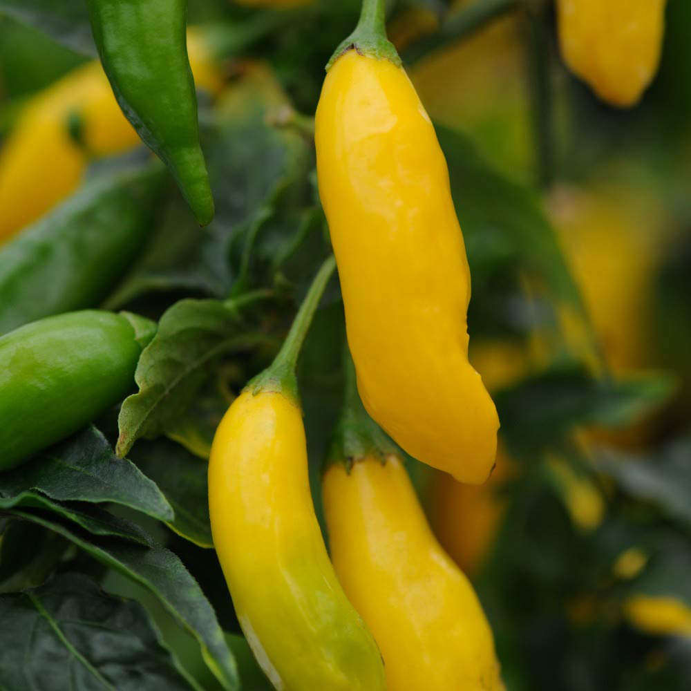Thompson and Morgan Chilli Pepper Hot Lemon Seeds Image 1