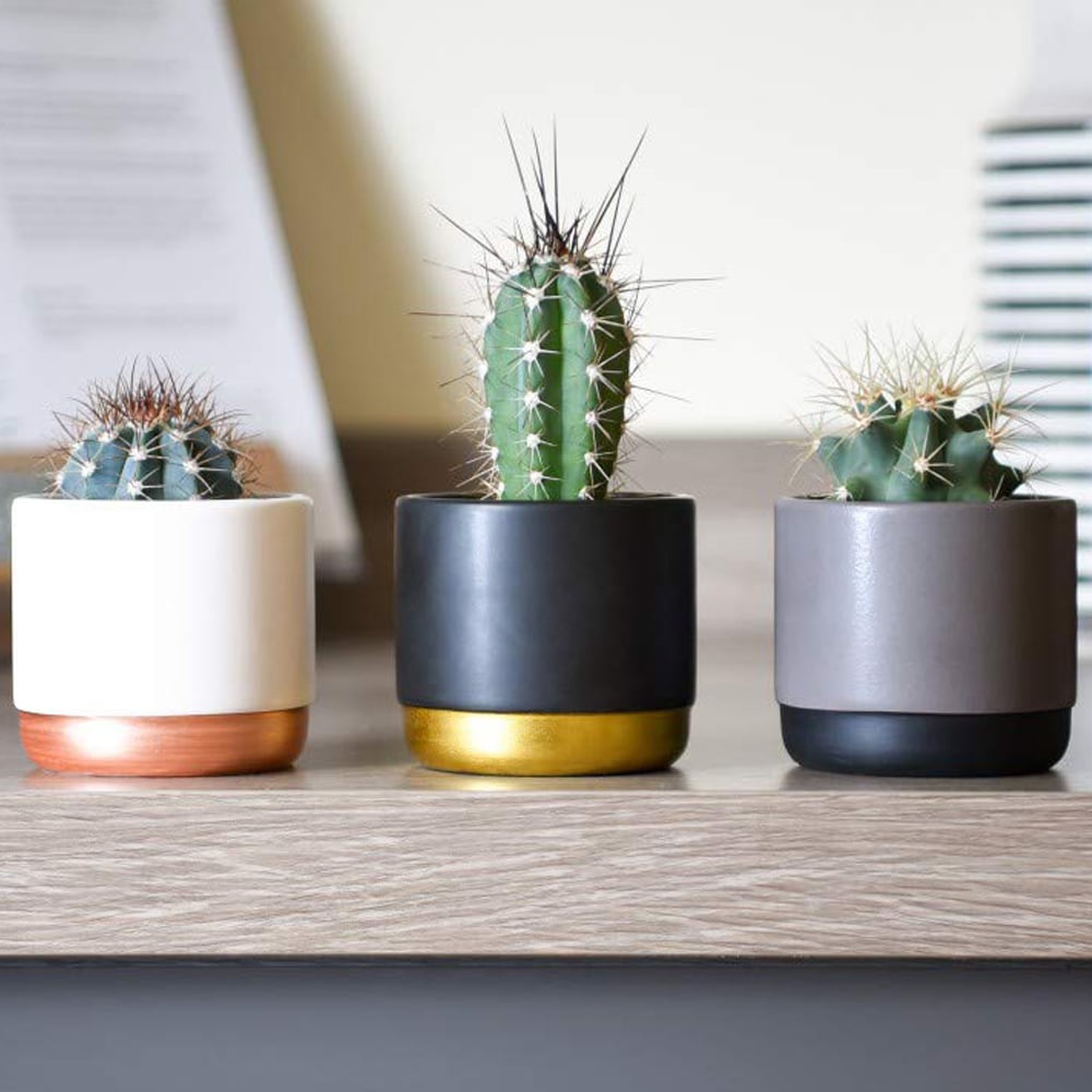 Thompson and Morgan Cactus Mixed Plant Pot 5.5cm 10 Pack Image 1