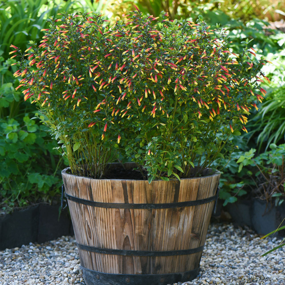 Thompson & Morgan Brazilian Jacobinia Paciflora Fuchsia Plant Pot 9cm 3 Pack Image 2