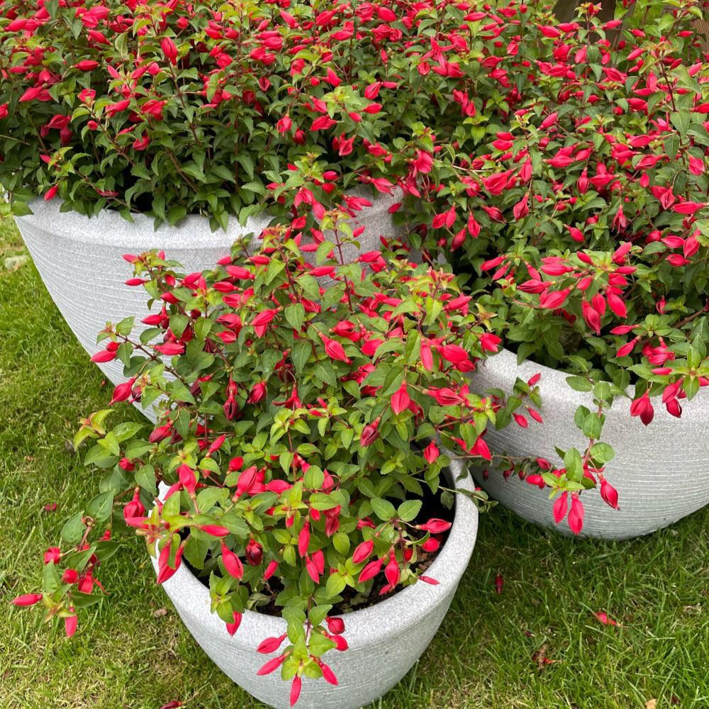 Thompson and Morgan Fuchsia Hardy Chilli Red Plant Pot 3L Image 4