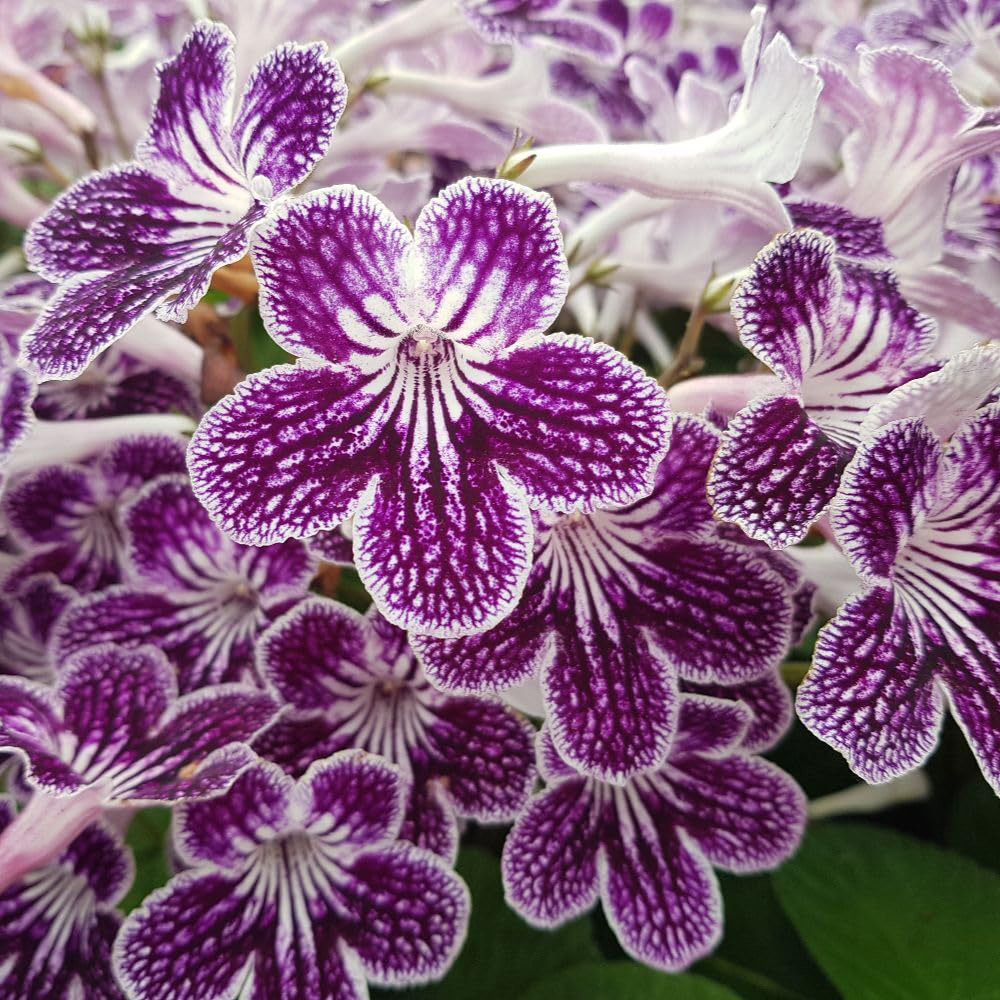 Thompson and Morgan Streptocarpus Polka Dot Purple Jumbo Plug 3 Pack Image 1