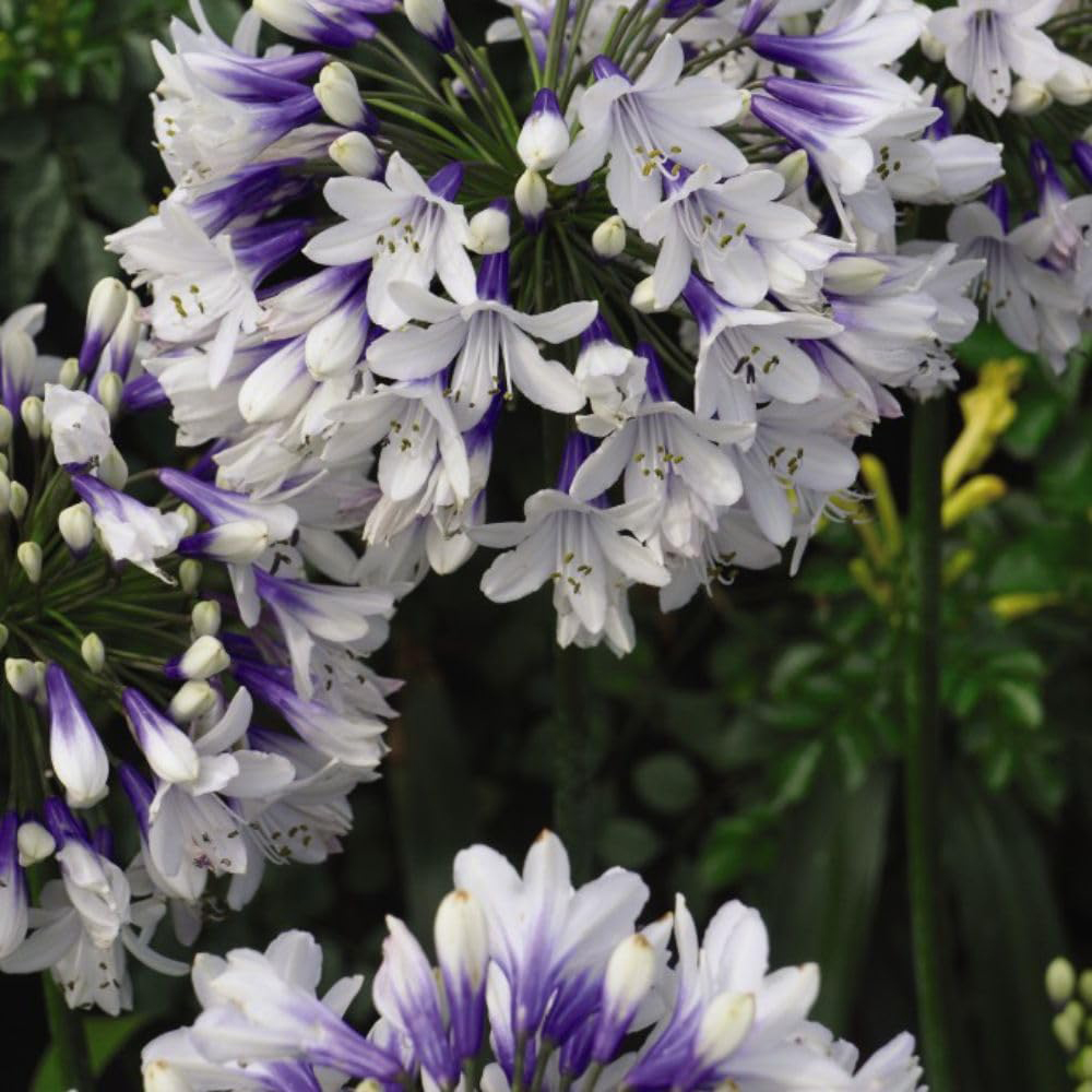 Thompson and Morgan Agapanthus Africanus Twister Plant Pot 3.6L Image 2
