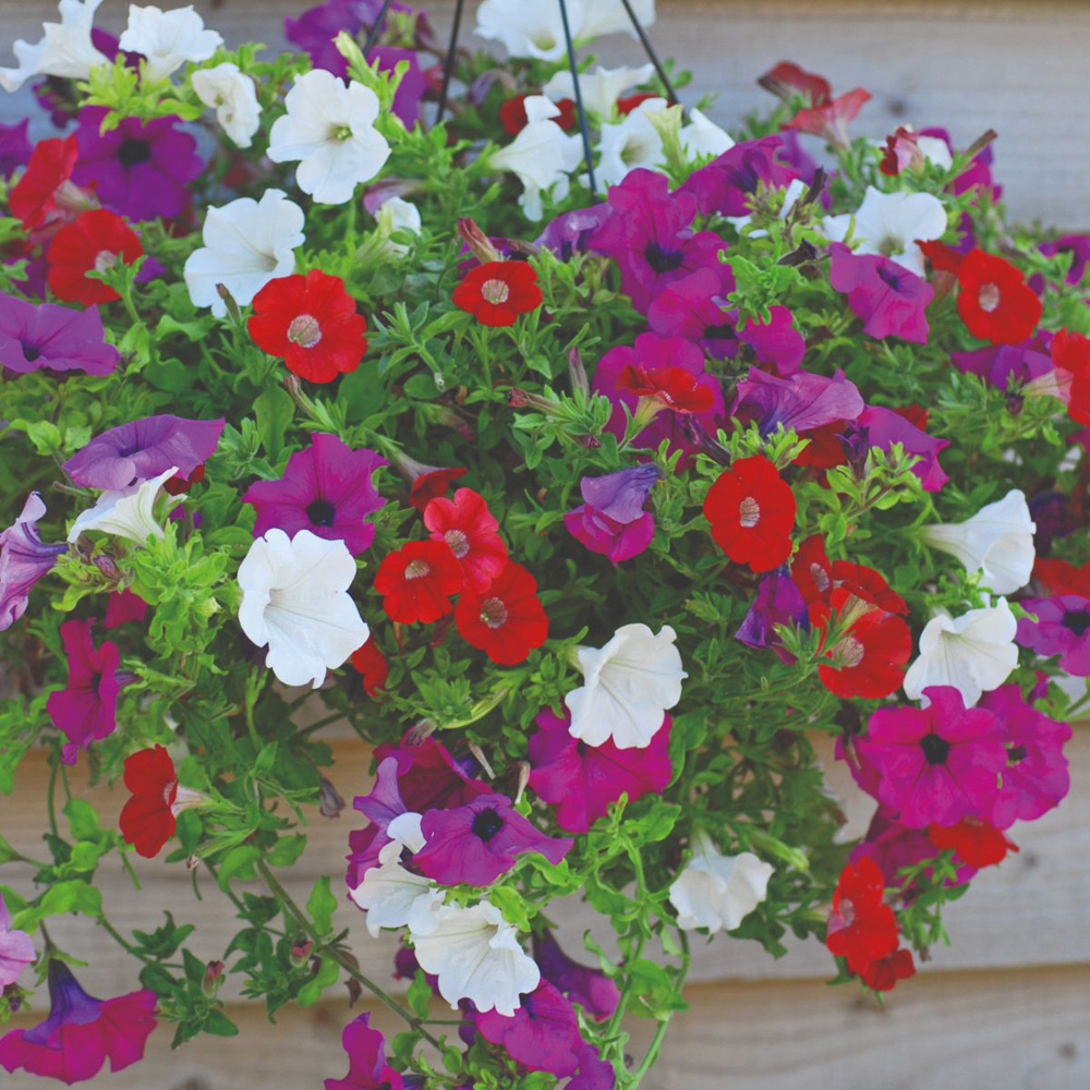 Thompson and Morgan Petunia Surfinia Preplanted Hanging Basket 20cm 2 Pack Image 3