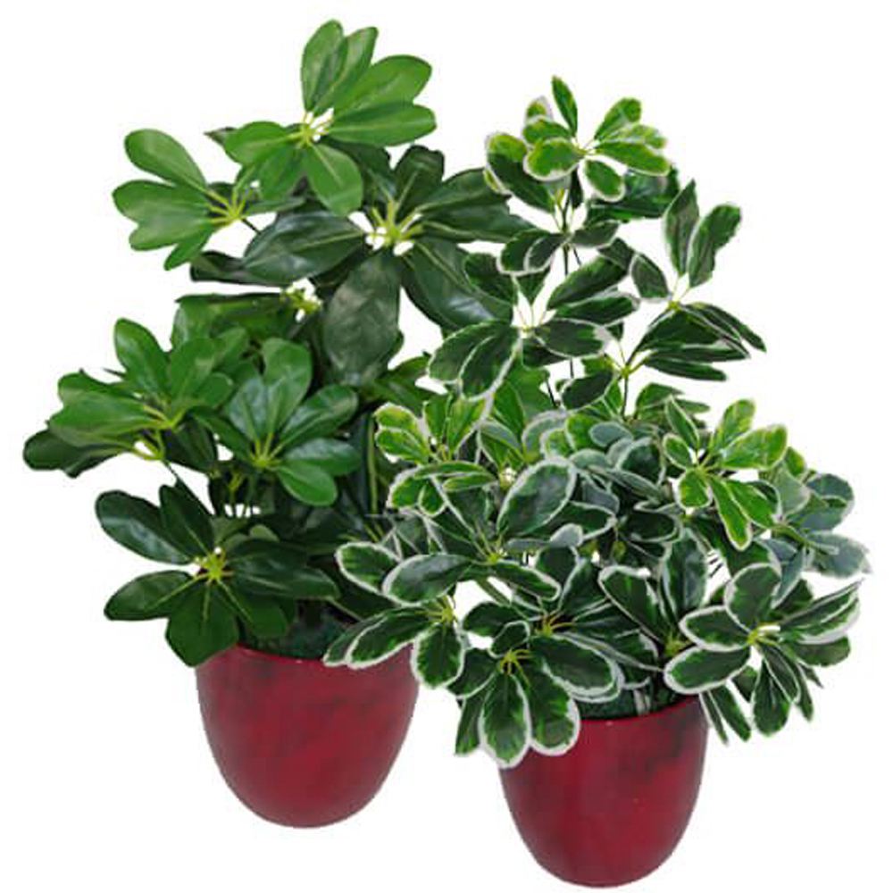 Leaf Arboricola Umbrella Artificial Tree Pot 1.8ft Image 3