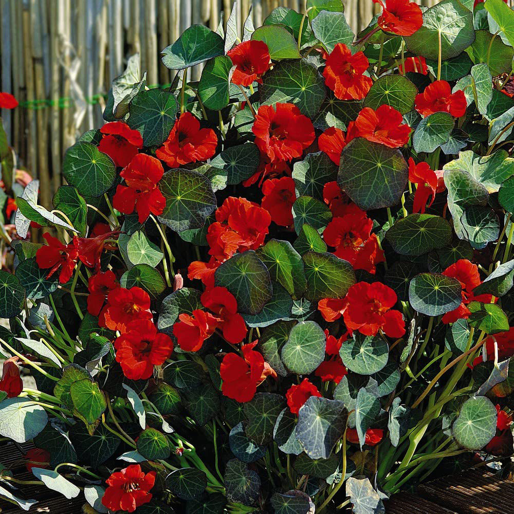 Thompson & Morgan Nasturtium Princess Of India Seeds Image