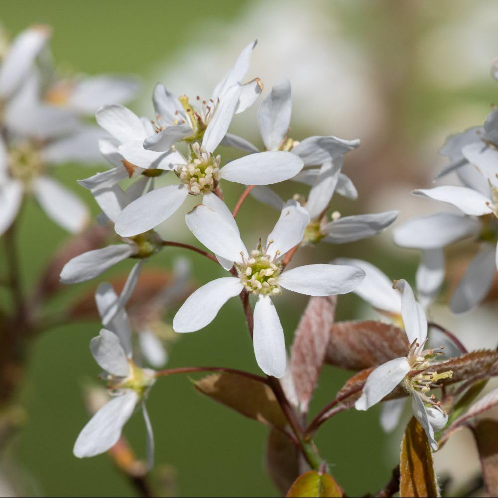 Thompson and Morgan Amelanchier Lamarckii Multi-Stemmed Bare Root Tree Image 2