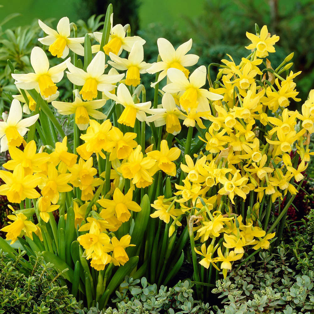 wilko Miniature Narcissus Mixed Planting Bulb 70 Pack Image 1