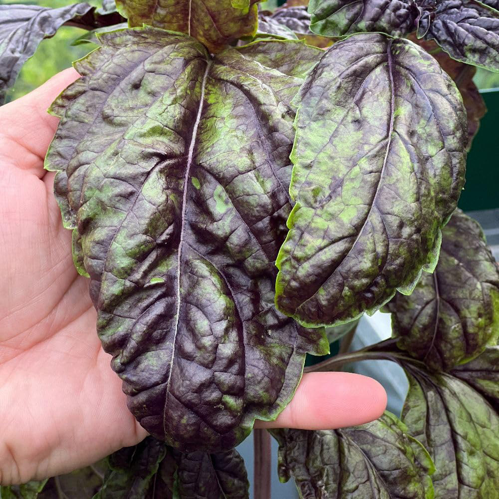 Thompson and Morgan Herb Basil Lettuce Leafed Sally Seed Packet Image 3