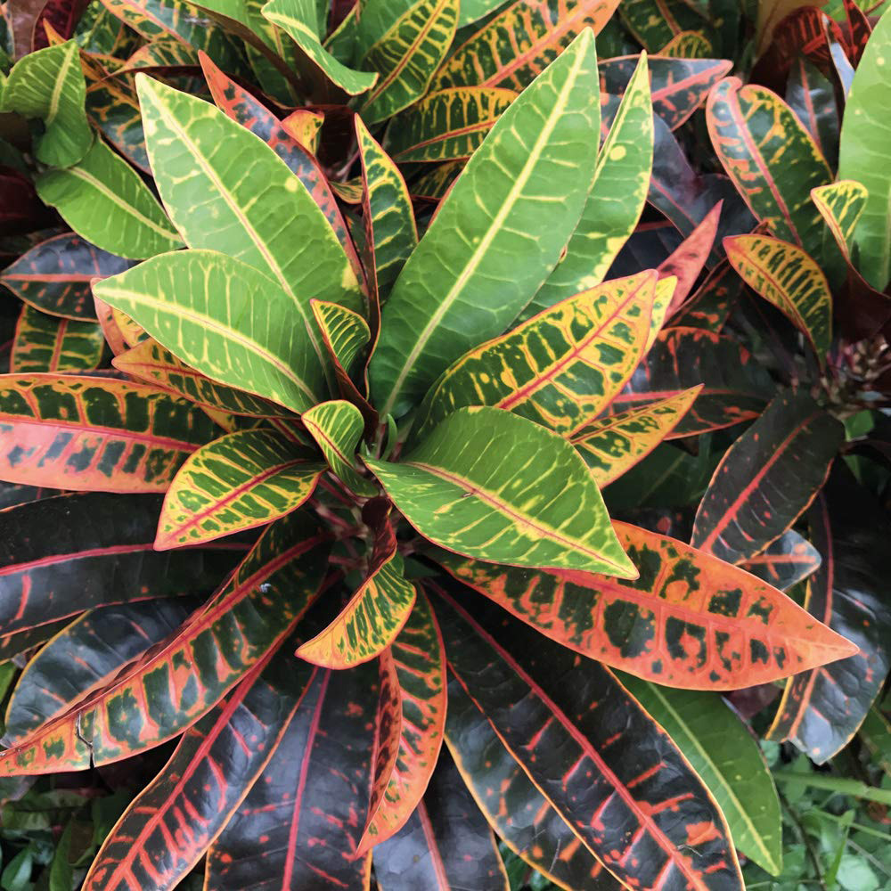 Thompson and Morgan Codiaeum Variegatum Pictum Mrs Iceton Potted Plant 21cm Image 6