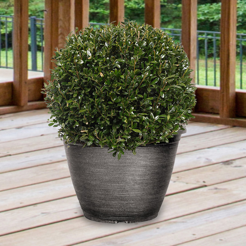 YouGarden Pair of Japanese Holly Balls Ilex Crenata Plant 2 Pack Image 2