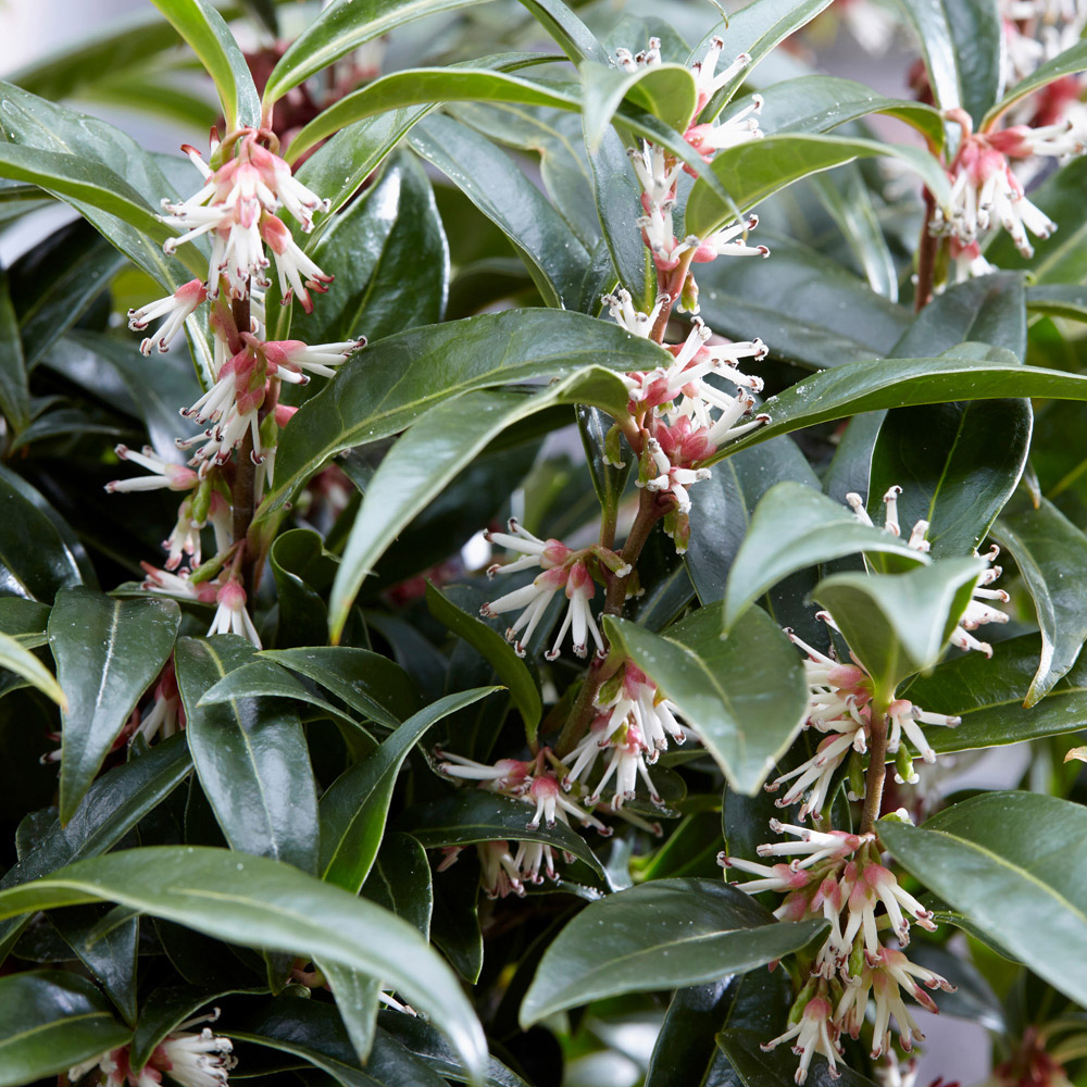YouGarden Sarcococca Wintergem Plant Pot 4.6L Image 3