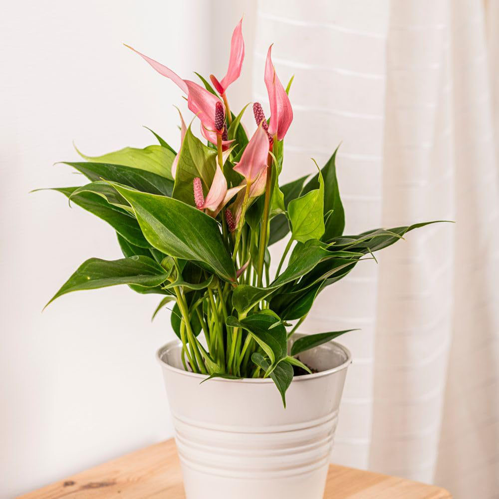 Thompson and Morgan Anthurium Lilli Plant Pot 9cm 2 Pack Image 3