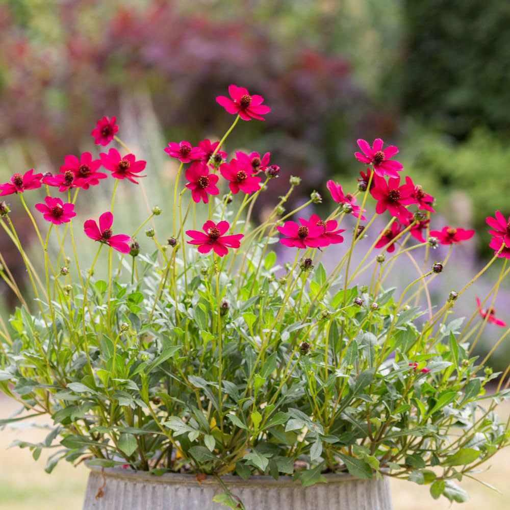 Thompson and Morgan Cosmos Atrosanguineus Cherry Chocolate Plant Pot 3L Image 5