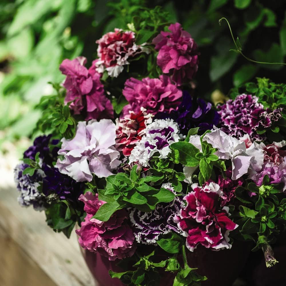 Thompson and Morgan Petunia Double Orchid Flower Mixed Plant Plug 12 Pack Image 2