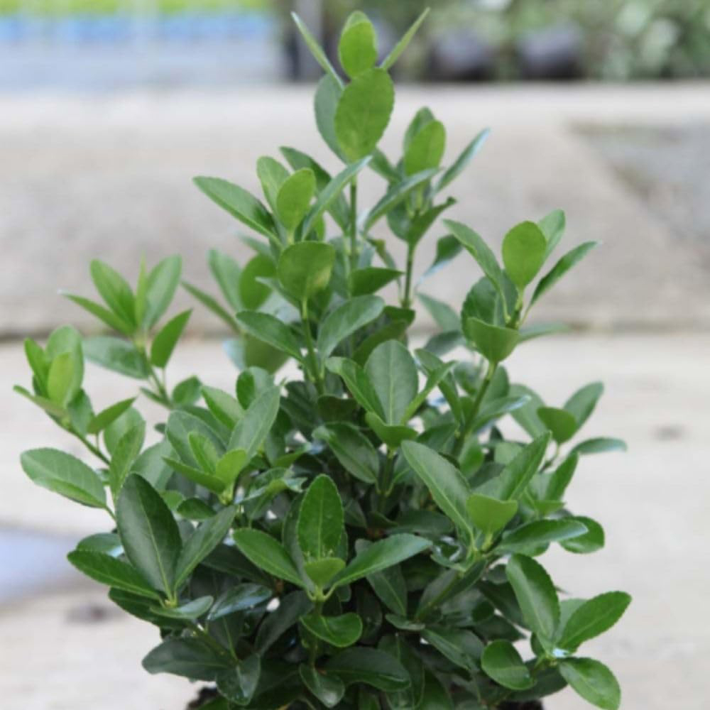 Thompson and Morgan Euonymus Japonicus Golden Rocket Plant Pot 3L Image 1