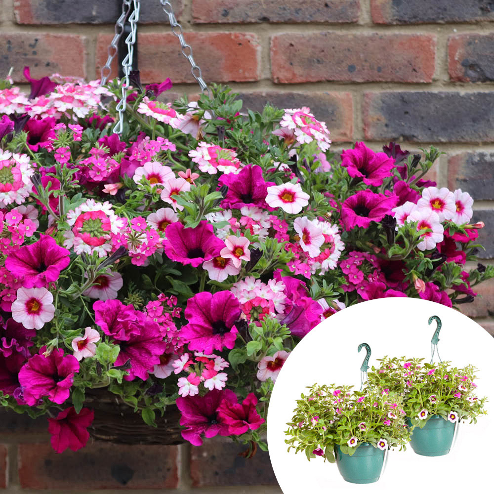 YouGarden Preplanted Eton Mess Hanging Basket 25cm 2 Pack Image 2