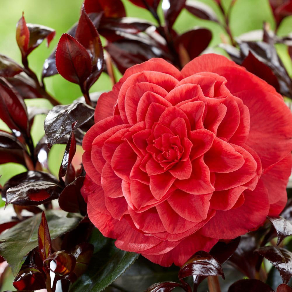 Thompson and Morgan Camellia Japonica Femme Fatale Plant Pot 15cm Image 3