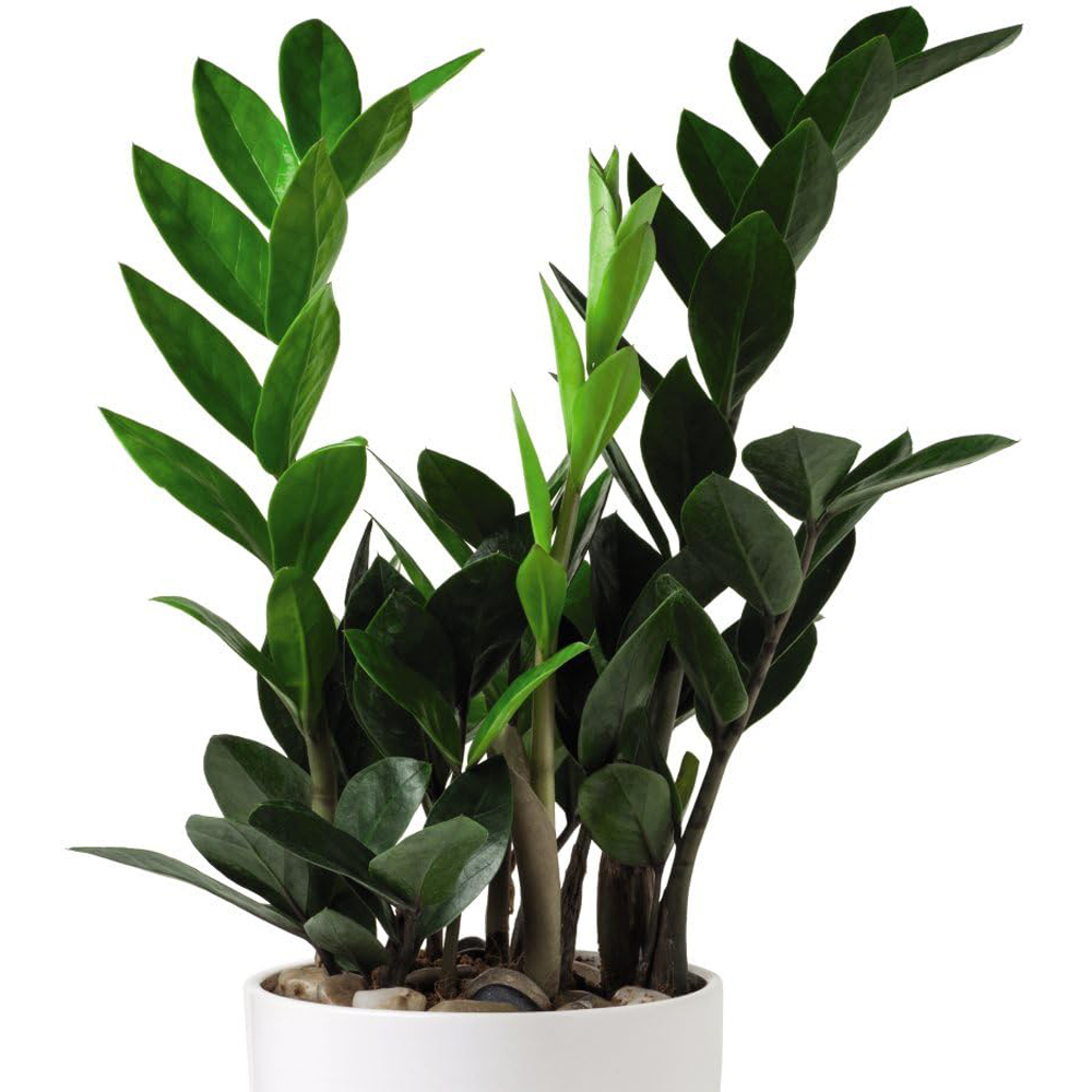 Thompson and Morgan Zamioculcas Zamiifolia Plant in Pot 14cm 2 Pack Image 2