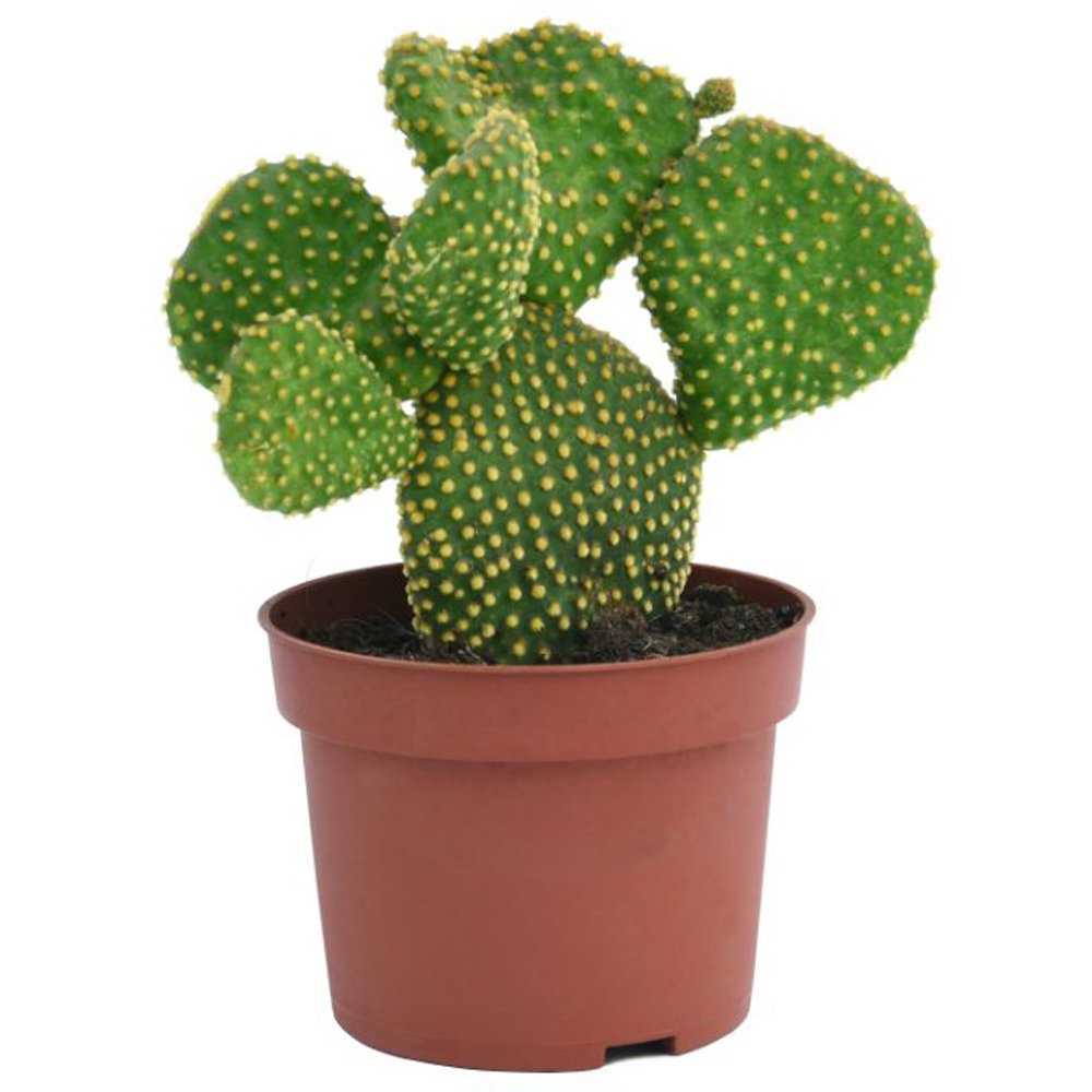 Thompson and Morgan Cactus Mixed Potted Plant 5.5cm 5 Pack Image 8