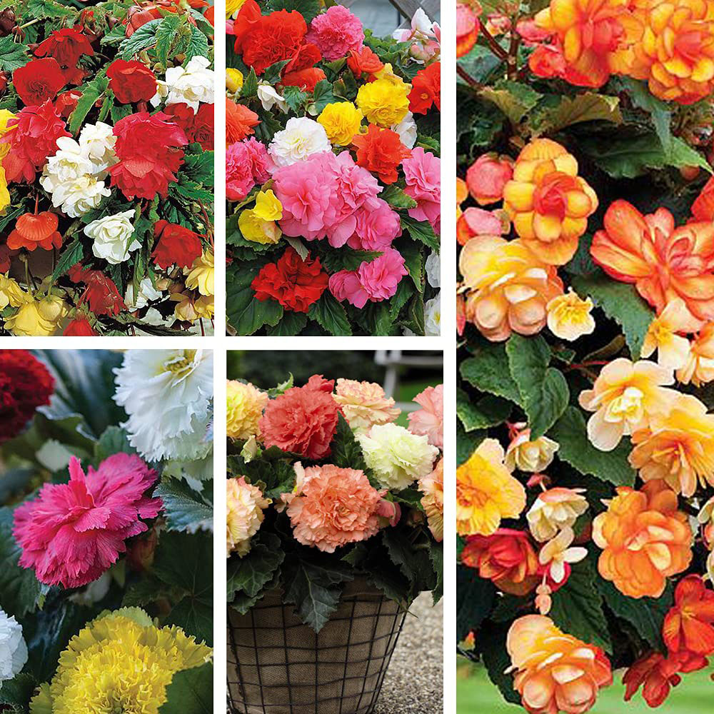 Thompson & Morgan Begonia Collection Mixed Tuber 40 Pack Image
