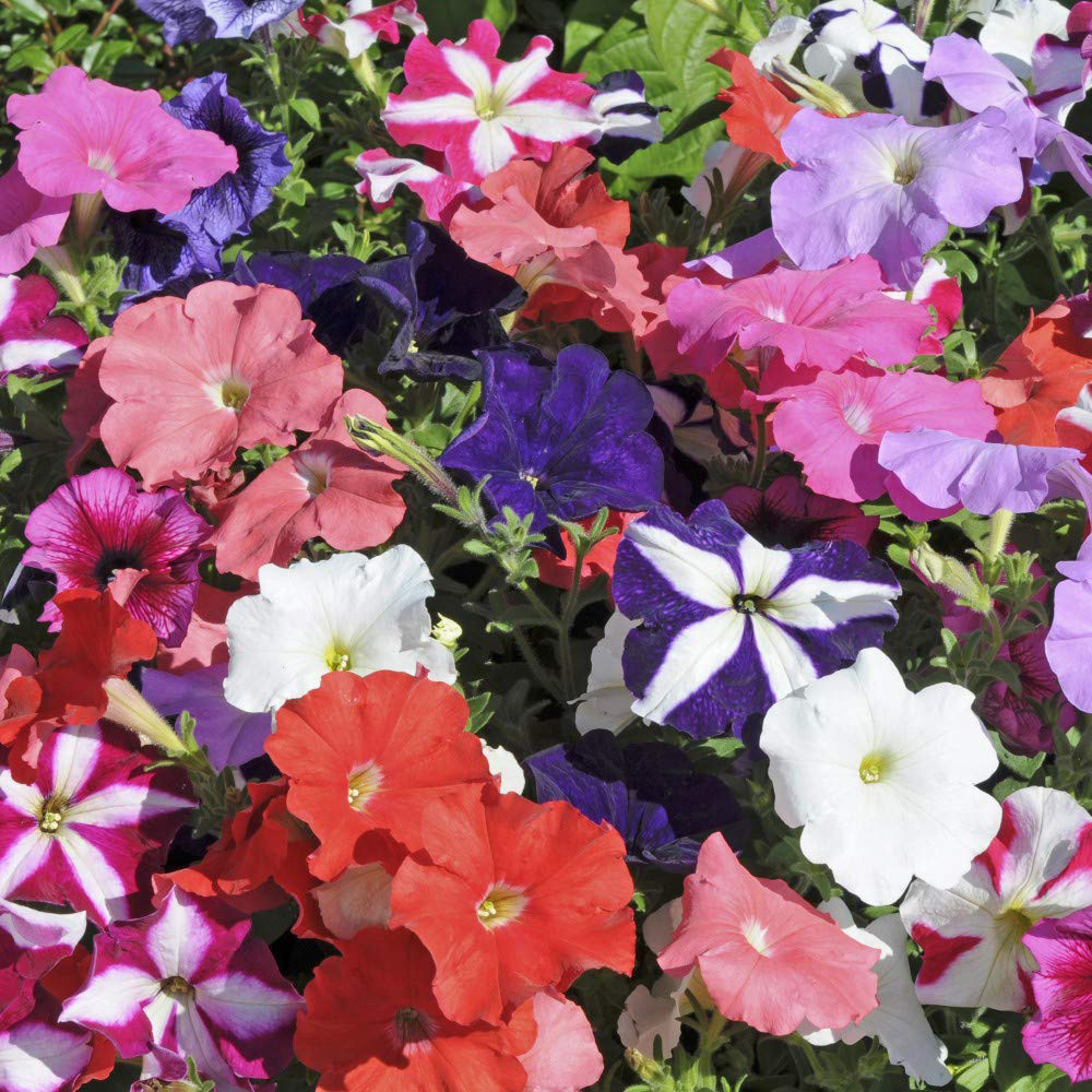 Thompson and Morgan Petunia Frenzy Mixed Garden Ready Plant 30 Pack Image 3