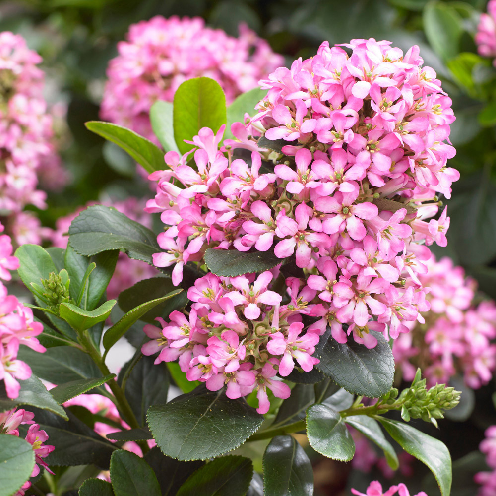 YouGarden Escallonia Laevis Pink Elle Plant Pot 2L Image 1