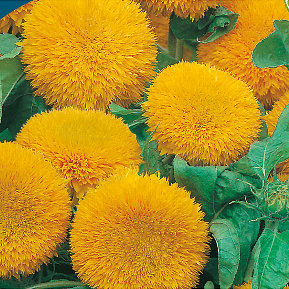 Pack of Sunflower Teddy Bear Flower Seeds Image 2