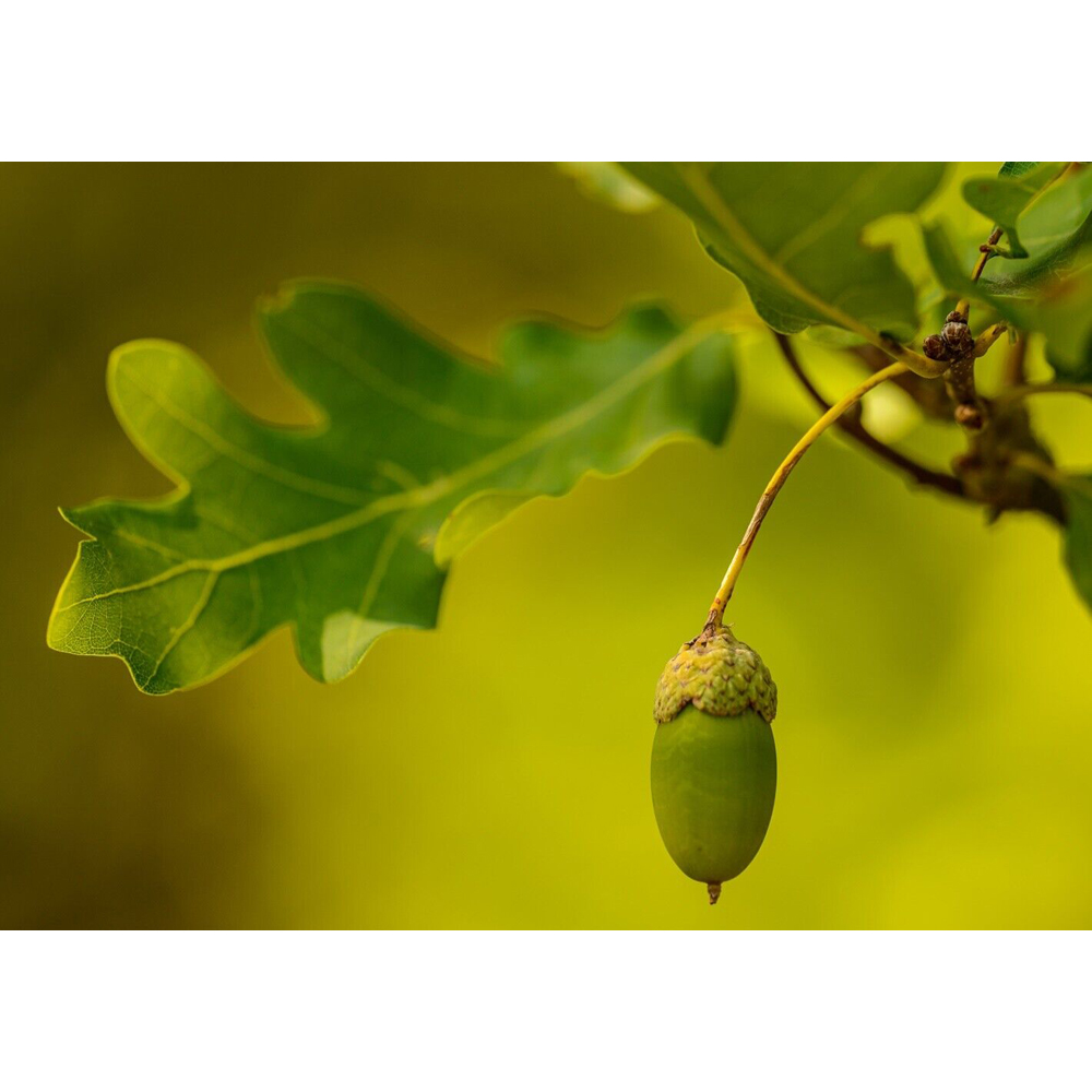 Inspirational Gifting English Oak Bare Root Hedge Plant Saplings 2-3ft 20 Pack Image 5