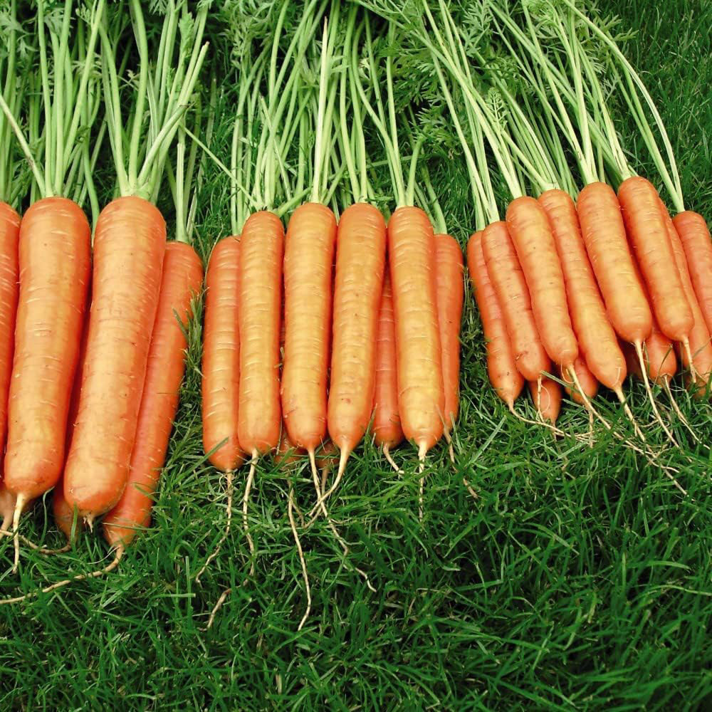 Thompson & Morgan Carrot Sweet Candle F1 Hybrid 250 Seeds Packet Image